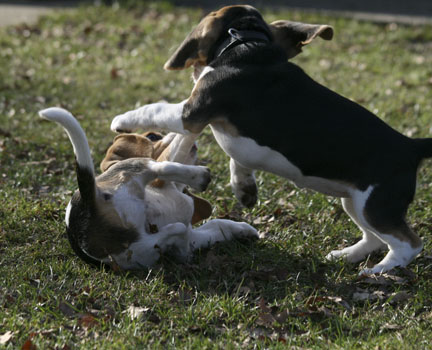 Welpen spielen